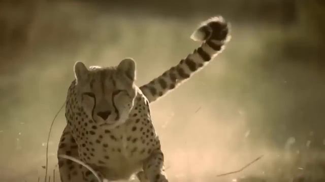 |EA7| R.I.P. | Muhammad Ali | Мохаммед али смотреть онлайн