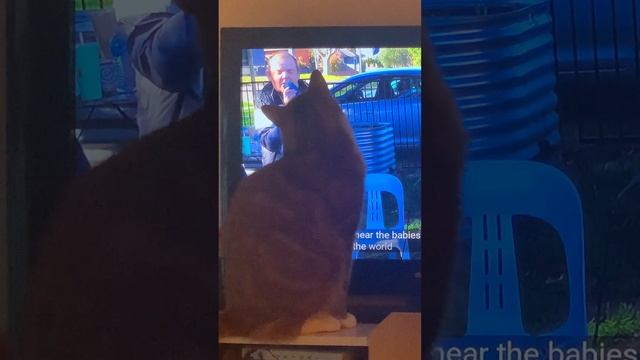 Pussy cat Chia watching music video смотреть онлайн