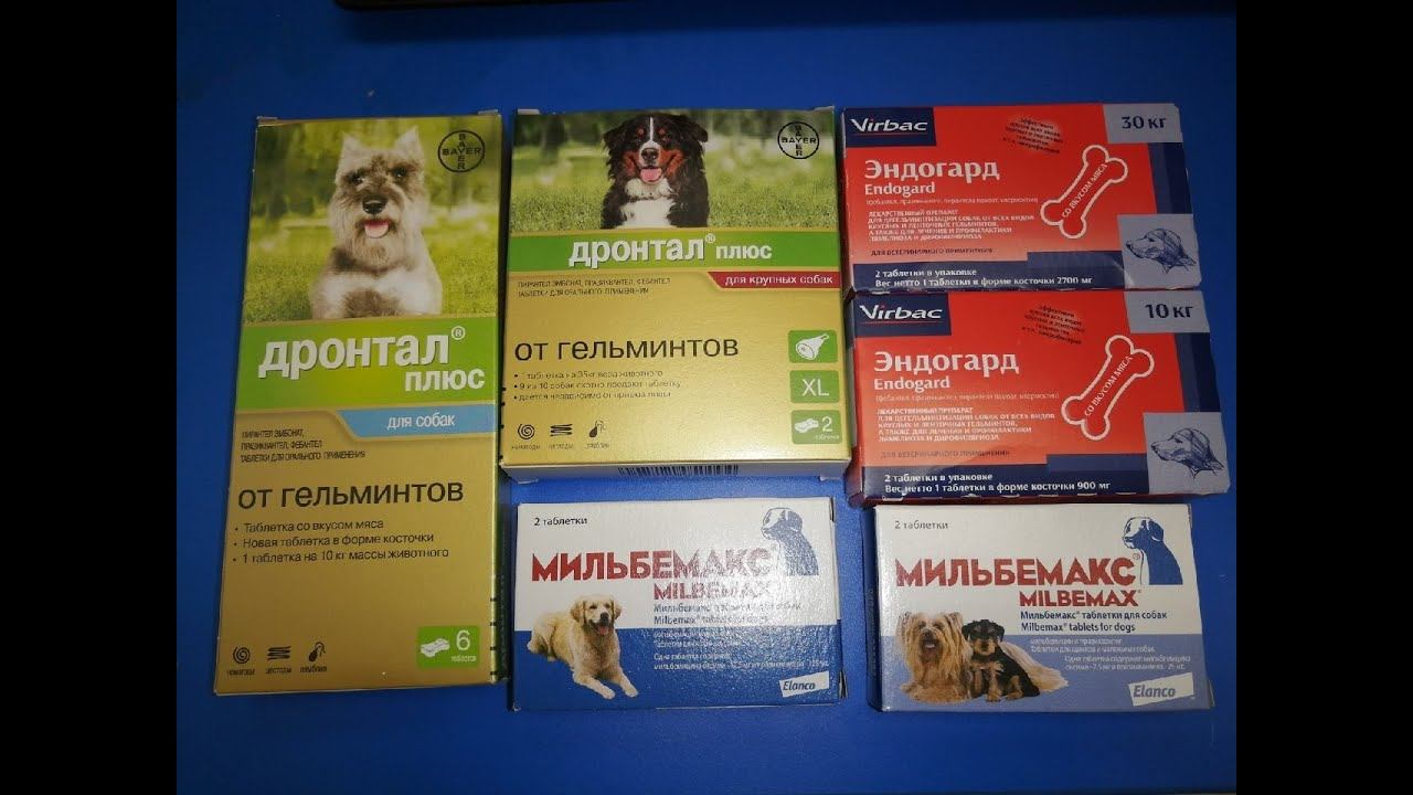 Обзор антигельминтиков для собак смотреть онлайн