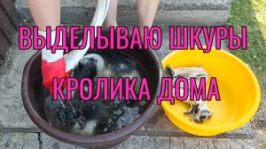 Выделка шкур кролика.