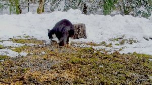С проверкой пришел красавчик кот с белым бантиком на мордочке