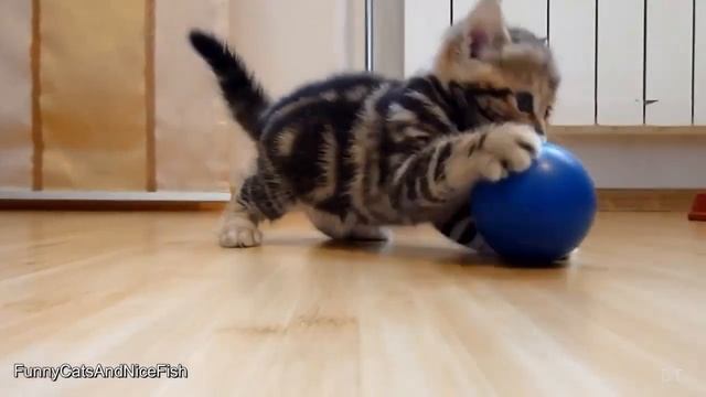 Смешное видео про кошек 15, подборка 2013-2014 смотреть онлайн