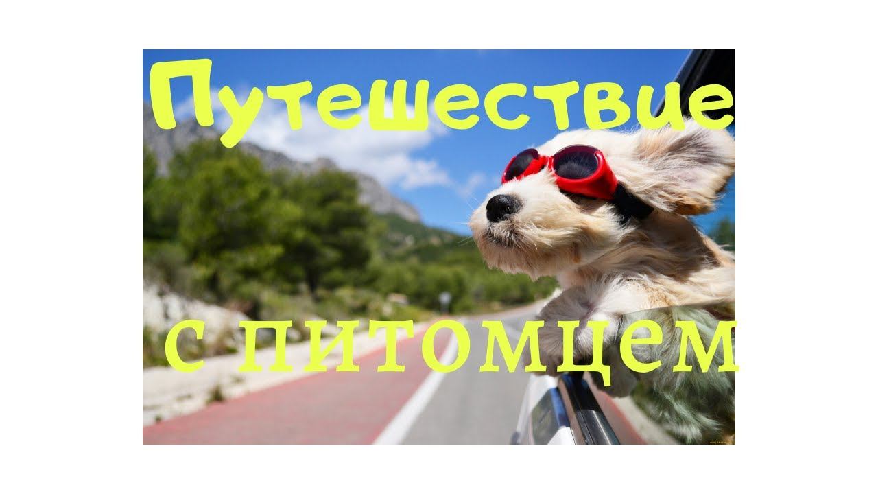 Путешествие с питомцем смотреть онлайн