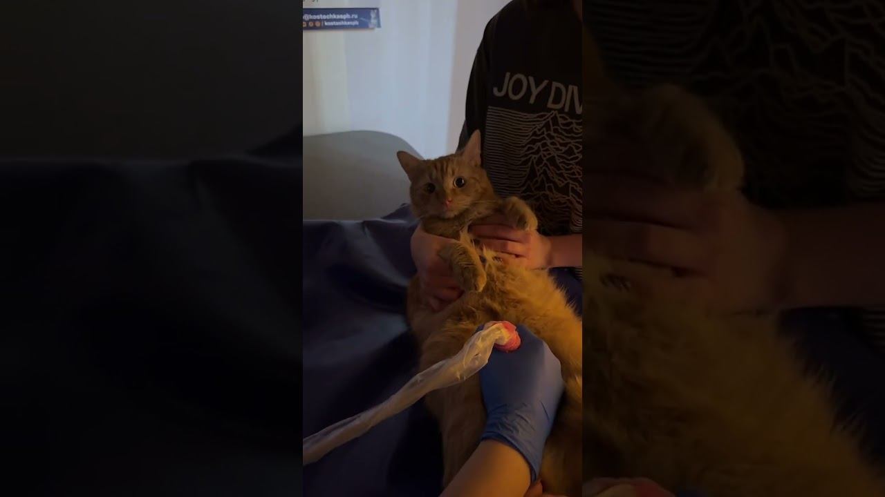 Ветеринарная клиника "Косточка" #ветеринар #ветклиникакосточка смотреть онлайн