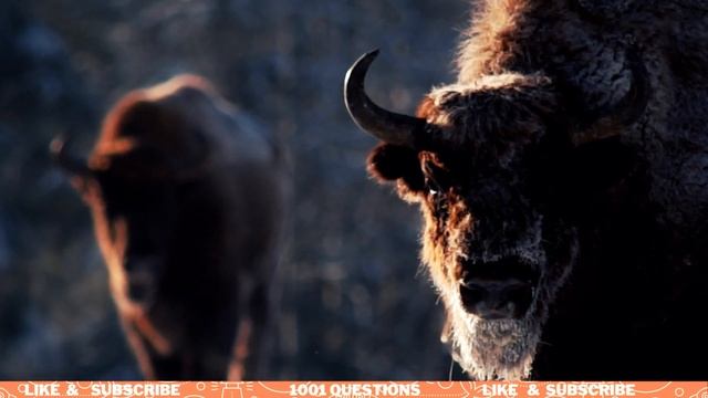 Amazing Facts About Bison | Animal Videos for Kids Toddlers смотреть онлайн