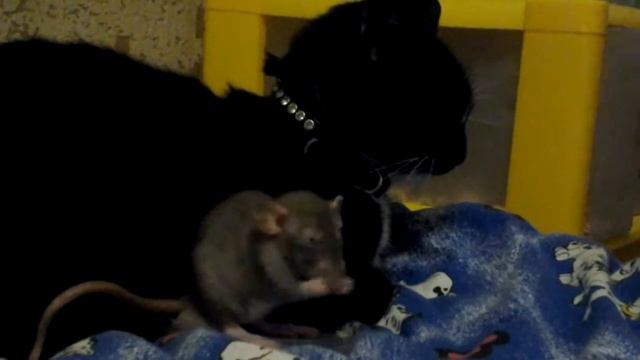 Сильная дружба! смотреть онлайн