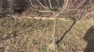 Весна-2020. Сад.Ждём урожая