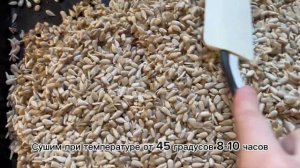 МОЙТЕ СЕМЕЧКИ ПЕРЕД УПОТРЕБЛЕНИЕМ! Станут полезнее и вкуснее ! #пп