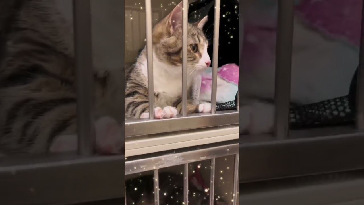 Стационар в ветклинике "Косточка" смотреть онлайн