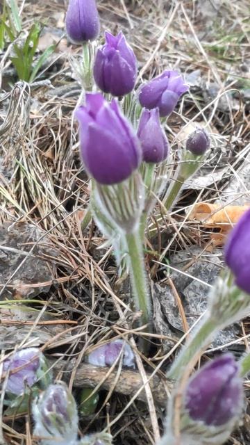 Сон трава смотреть онлайн