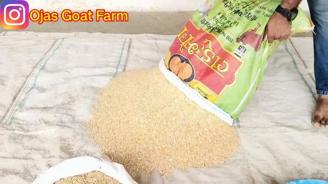 प्रेग्नेंट बकरी को क्या खिलाएं/Gabin bakri ko kaisa dana khilaye/बकरी पालन/#goatfarming смотреть онлайн