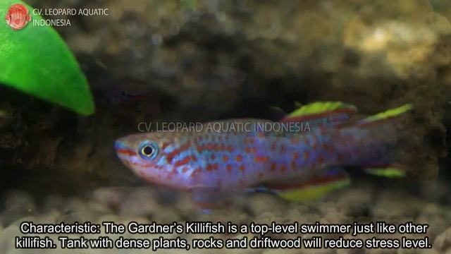 Fundulopanchax gardneri. The killifish that RICH IN COLORS. (Leopard Aquatic K013A) смотреть онлайн