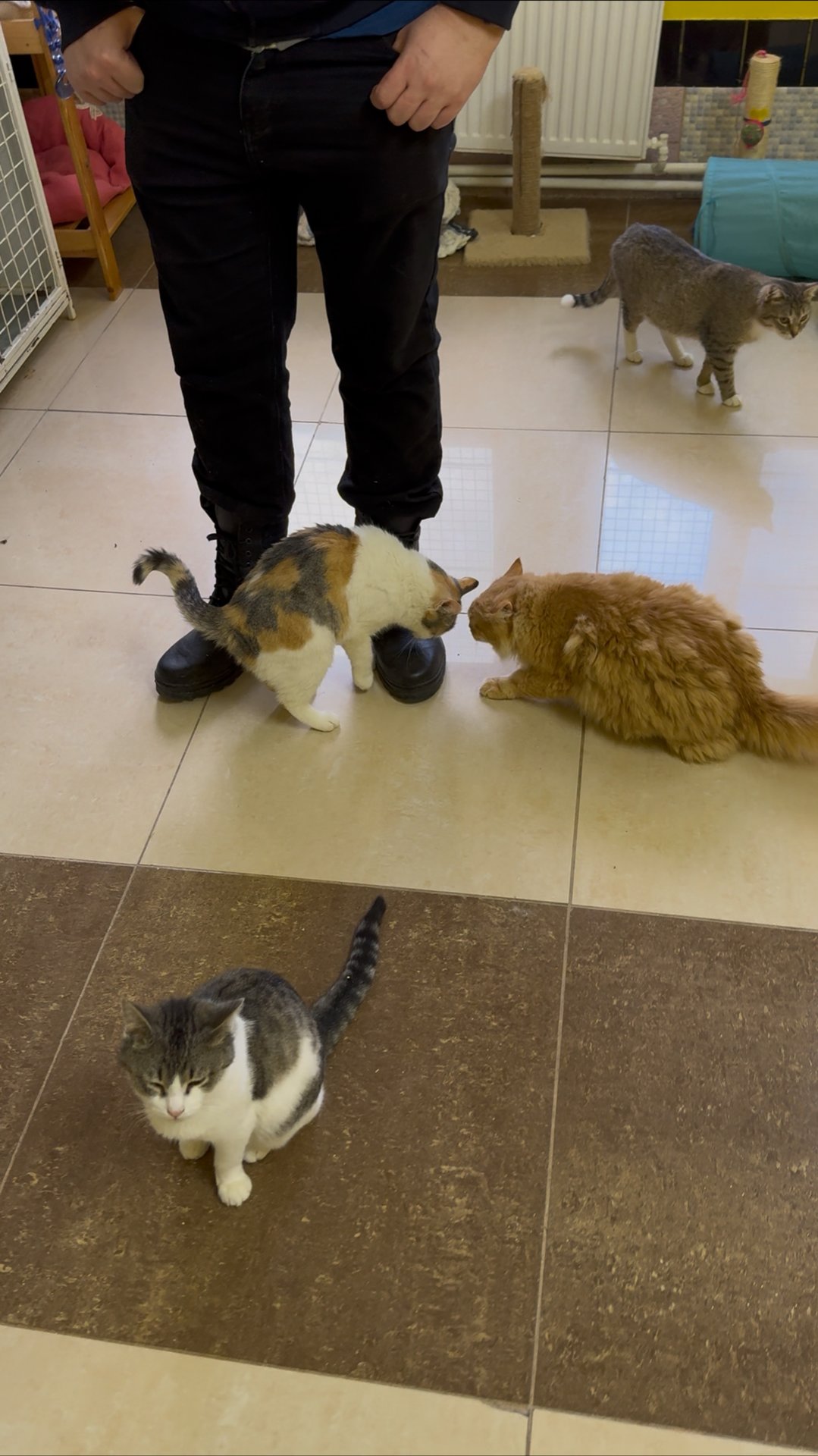 Спустя 5 месяцев, я снова в приюте «Участие»