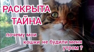 Тайна кошачьего поведения /The cat's secret