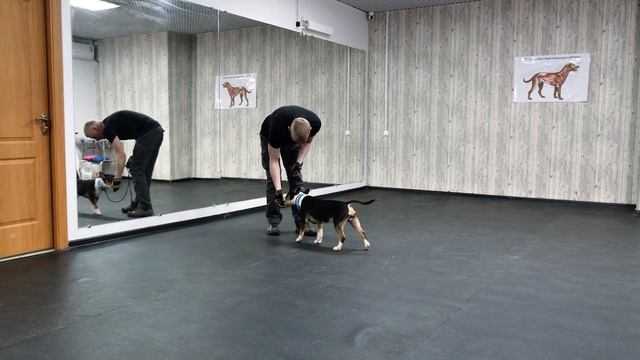 Как научить собаку команде РЯДОМ 🐶 Как научить щенка слышать команду "Рядом" 🐕 смотреть онлайн