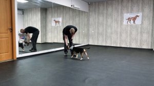 Как научить собаку команде РЯДОМ 🐶 Как научить щенка слышать команду "Рядом" 🐕