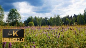 Опушка леса летом. Расслабляющие звуки сверчков и птиц. / Summer Field. 4K. 1 час.