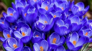 С днём рождения, любимая женщина!