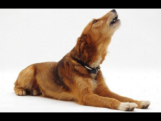 Почему собака воет? смотреть онлайн