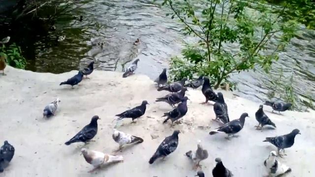 Bary Devi ДИКИЕ УТКИ В ГОЛУБИНОЙ СТОЛОВОЙ*ЦПКиО*родной Екатеринбург*DUCKS & PIGEONS смотреть онлайн