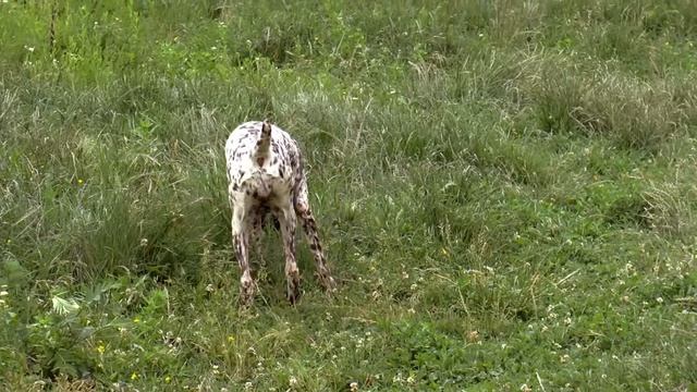 HUNTING DOG VIDEOS - Deutsch Kurzhaar Irbis von den Donau-Wirbeln смотреть онлайн