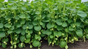 Гибрид огурца Лютояр f1 правила посадки, выращивания и ухода - Овощи