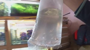 Новая рыбка на разводне, заселил в аквариумы. Будни Аквариумиста.