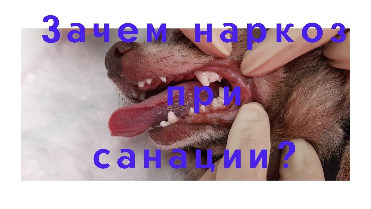 Почему санация кошек и собак делается под наркозом? смотреть онлайн