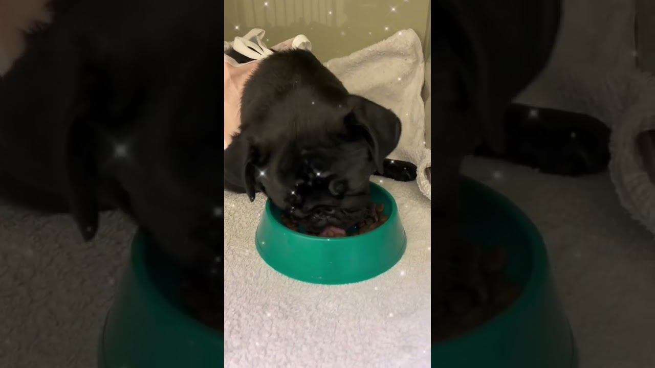 Мопс после лапароскопической кастрации #ветклиникакосточка #ветеринар смотреть онлайн