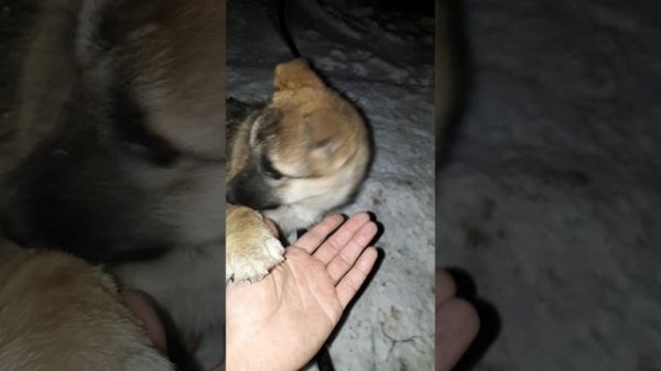 Зверское нападение на человека 1