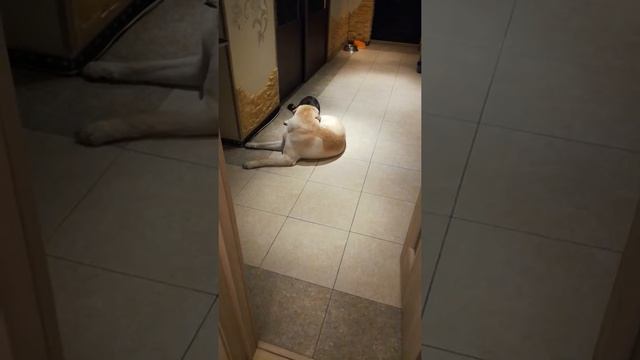 Домашние Мохнатые смотреть онлайн