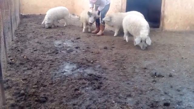 доминирование у мангалицы, Венгерская мангалица играет смотреть онлайн