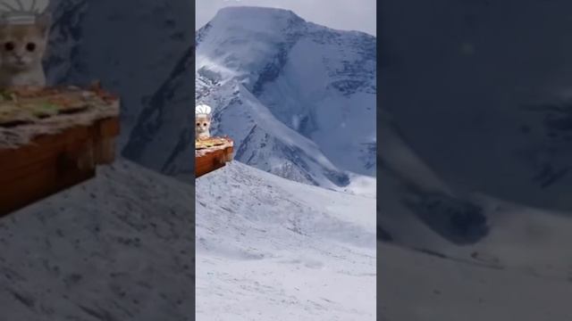 Weight problem 💔 Sad Banana Cat #bananacat #bananameme #sadcat #beluga смотреть онлайн