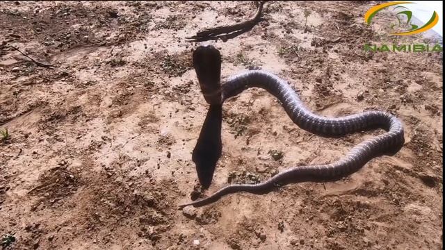 How to identify the infamous Zebra snake! смотреть онлайн