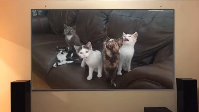 МИР КОШЕК смотреть онлайн