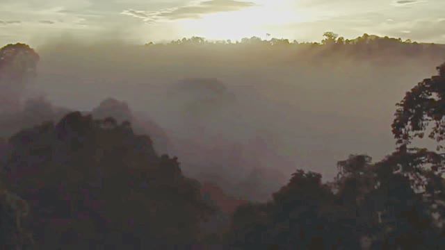 Звуки дождя и животных тропического леса для сна смотреть онлайн