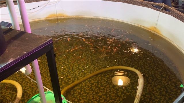 Рыбы водят хоровод.Чавкают.Купил семена кубышки.Посадил смотреть онлайн