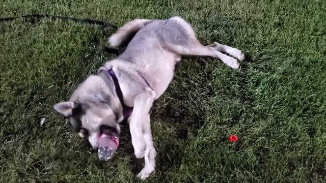 Хаска с бутылкой смотреть онлайн