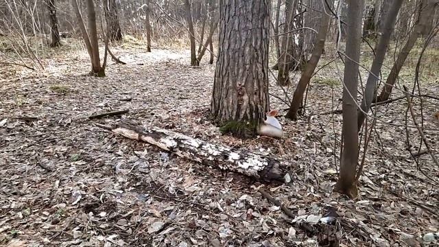 Белки "Соснового бора" или "Уже прошло седьмое ноября..." смотреть онлайн