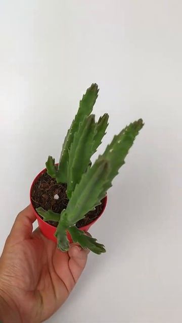 Leş Kaktüsü Stapelia Grandiflora Büyük Boy 8.5 cm Kırmızı Saksıda смотреть онлайн