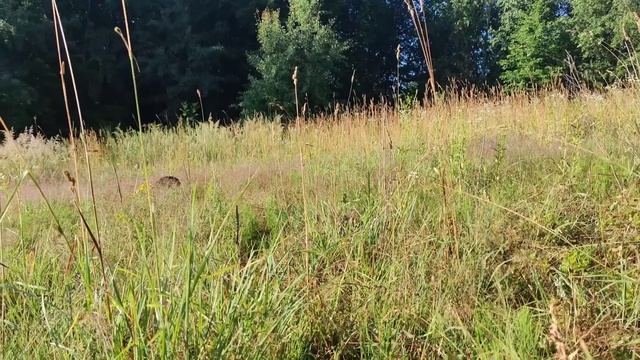 як я пасу кози кота і козла смотреть онлайн