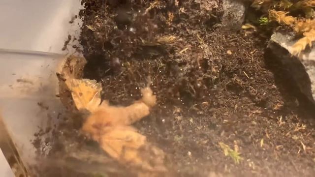Feed time (special) pheidole pallidula #7 смотреть онлайн