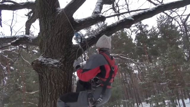Покоряем дуб