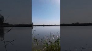 ловля белого амура на зеленую саранчу мега рыбалка в Бишкеке 07.07.17