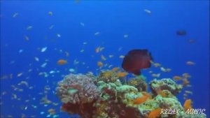 Релакс - Музыка // Тропические рыбы и кораллы.