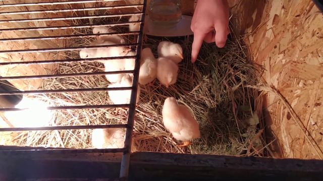 Занеслись бройлеры смотреть онлайн