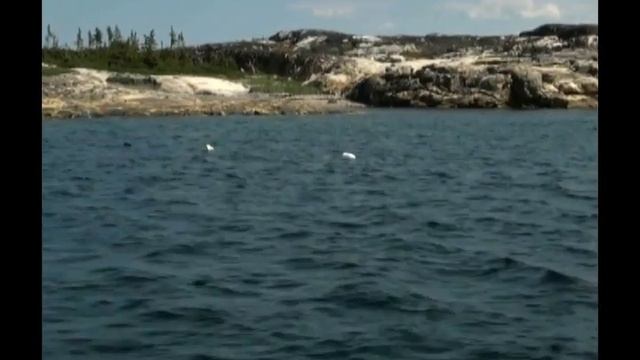 A Legacy for Life - Atlantic Salmon and Arctic Charr - Labrador смотреть онлайн