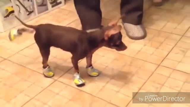 Моя собака смотреть онлайн
