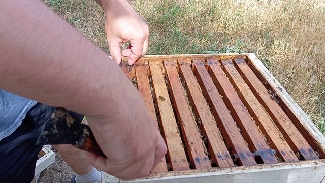 Пошел к пчелам в жару без маски и получил под глаз 😁 смотреть онлайн