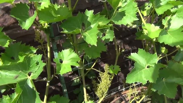 ВИНОГРАД ПОСЛЕ ЦВЕТЕНИЯ в начале ИЮЛЯ. ЧТО НАДО и ЧТО НЕ НАДО ДЕЛАТЬ на винограднике смотреть онлайн